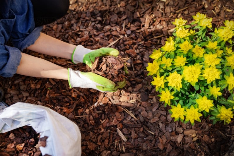 Mulch application San Antonio